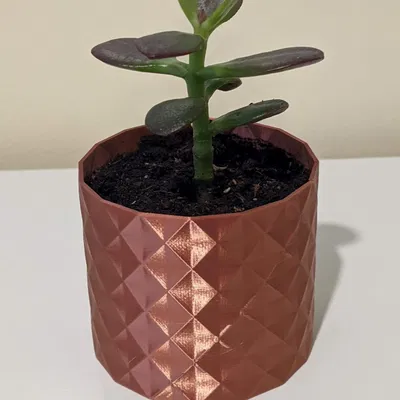 Chậu Trồng Sen Đá "Clara"