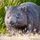 CombatWombat_3832581