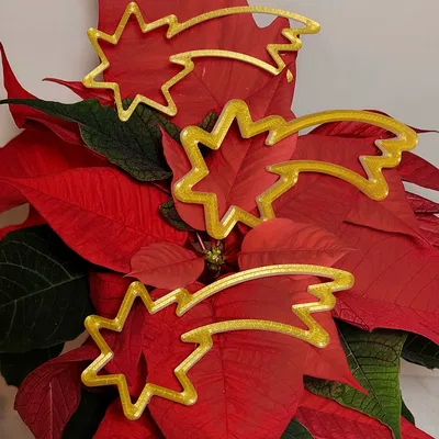 Sao Chổi Giáng Sinh - Mô Hình 3D