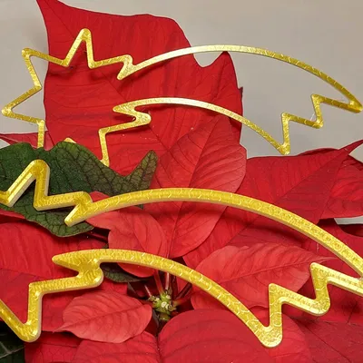 Sao Chổi Giáng Sinh - Mô Hình 3D