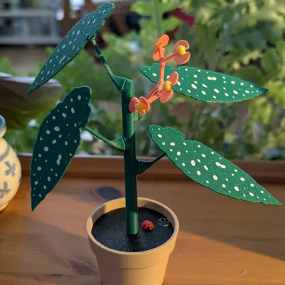 Chậu Hoa Mười Giờ Với Bí Mật