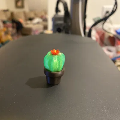 Xương Rồng Mini Nở Hoa