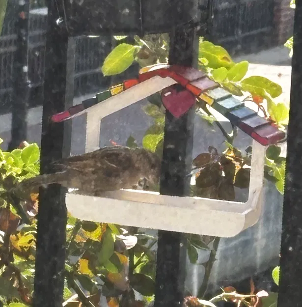 Khay Ăn Chim Gắn Lan Can - Image 4