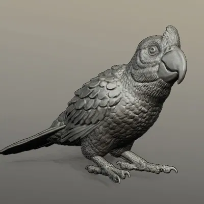 Tượng Vẹt Mỏ Rộng Tỉ Lệ 1:4 và 1:1