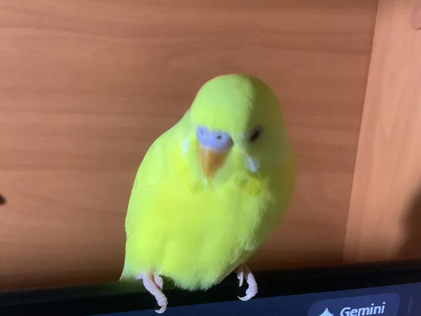 Tổ chim yến phụng Budgie Nest - Image 2