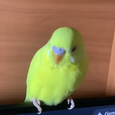 Tổ chim yến phụng Budgie Nest