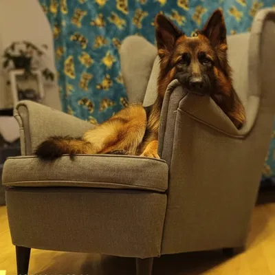 Chân Ghế Bành IKEA Kiểu "Ohrensessel"