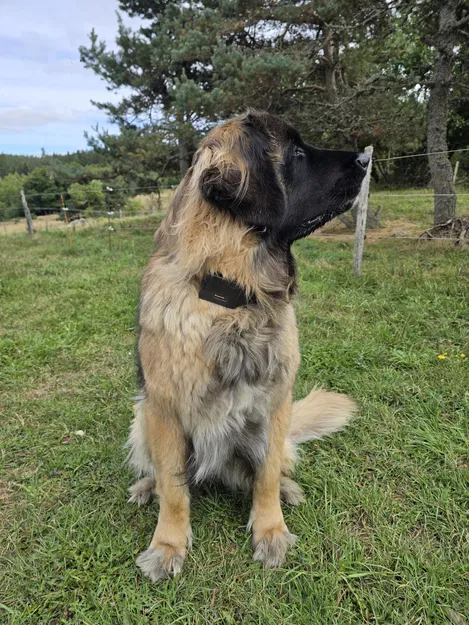 Vỏ SenseCAP T1000-E cho vòng cổ chó - Image 4