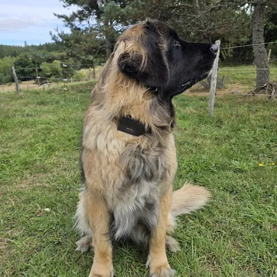 Vỏ SenseCAP T1000-E cho vòng cổ chó