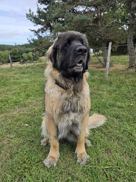 Vỏ SenseCAP T1000-E cho vòng cổ chó - Image 5