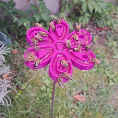 Chỗ Cấp Nước Cho Ong Trong Vườn