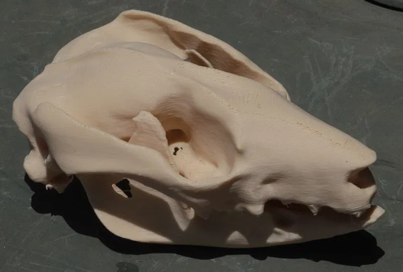 Xương sọ và hàm possum - Image 1