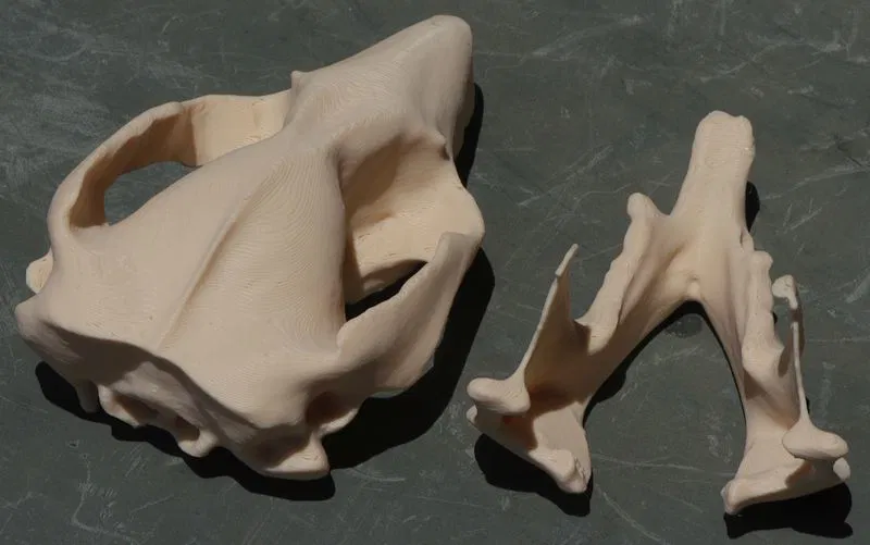 Xương sọ và hàm possum - Image 2