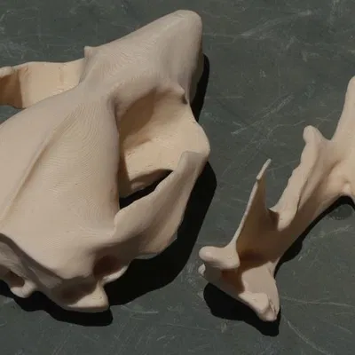 Xương sọ và hàm possum