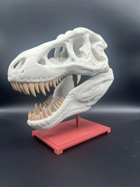 Mô Hình Sọ T-Rex - Image 1