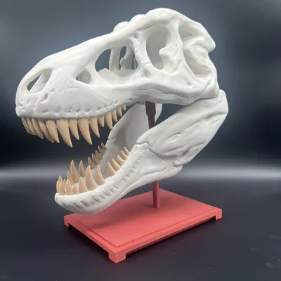 Mô Hình Sọ T-Rex
