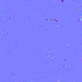 Bản Scan Console Giữa Mazda Miata 1996 - Thumbnail 3