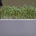 Hệ thống trồng cây trong nhà Smart Sprouts / Rau xanh - Thumbnail 2