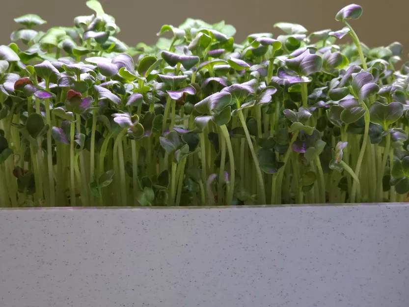 Hệ thống trồng cây trong nhà Smart Sprouts / Rau xanh - Image 3