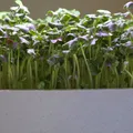 Hệ thống trồng cây trong nhà Smart Sprouts / Rau xanh - Thumbnail 3