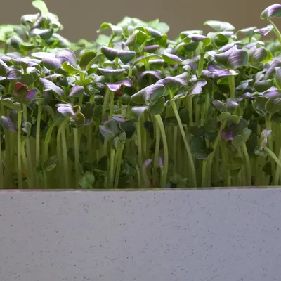 Hệ thống trồng cây trong nhà Smart Sprouts / Rau xanh