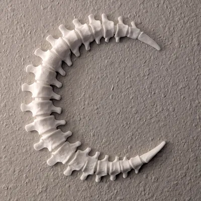 Trang Trí Tường Trăng Lưỡi Liềm Xương Sống - In 2 Giờ