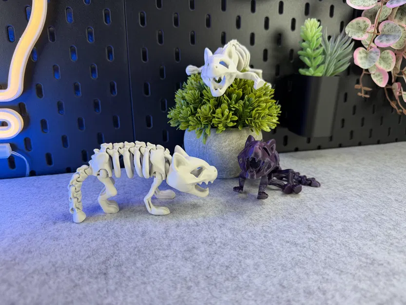 Mèo Bộ Xương Khớp Nối - Image 5