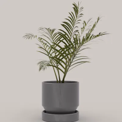 Bộ sưu tập chậu cây