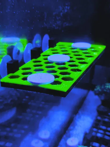 Kệ Trưng San Hô Hình Lục Giác - Image 1