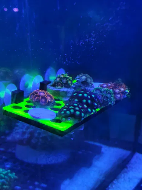 Kệ Trưng San Hô Hình Lục Giác - Image 4