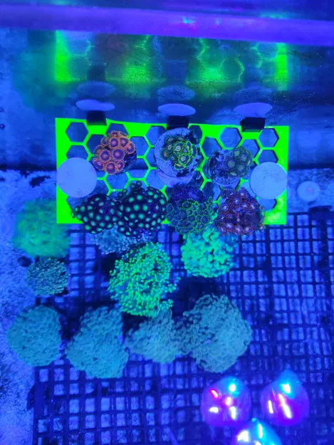 Kệ Trưng San Hô Hình Lục Giác - Image 5