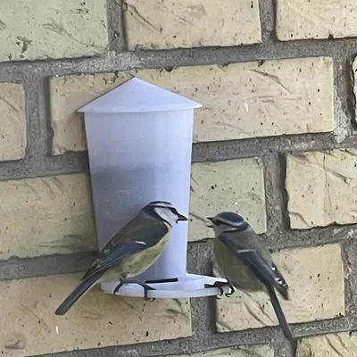 Máng Ăn Chim Treo Tường