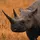 BlackRhino
