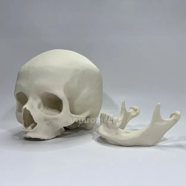 Hộp Sọ và Hàm Dưới Nữ Giới Nhìn Thấy - Image 1