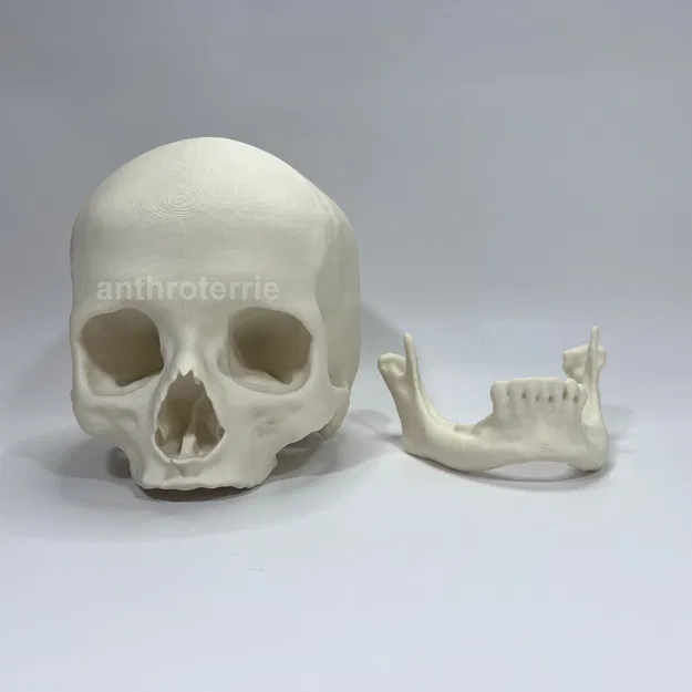 Hộp Sọ và Hàm Dưới Nữ Giới Nhìn Thấy - Image 2