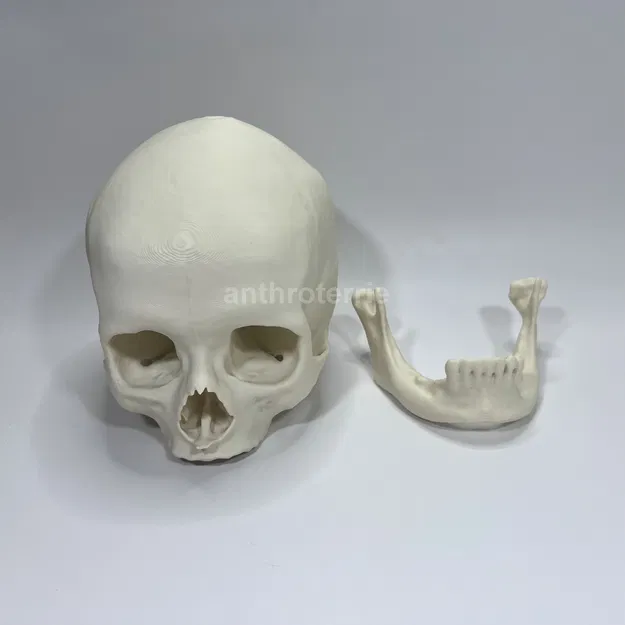 Hộp Sọ và Hàm Dưới Nữ Giới Nhìn Thấy - Image 3