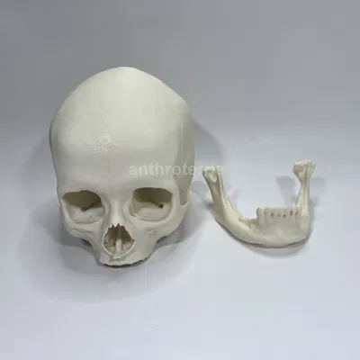 Hộp Sọ và Hàm Dưới Nữ Giới Nhìn Thấy