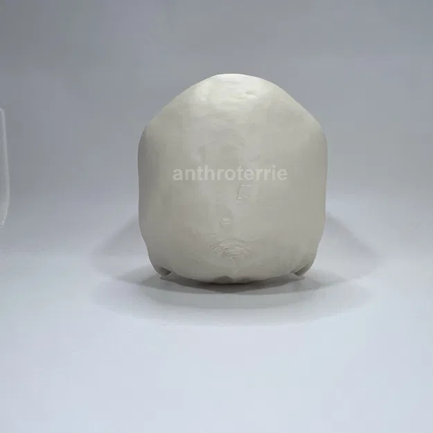 Hộp Sọ và Hàm Dưới Nữ Giới Nhìn Thấy - Image 5