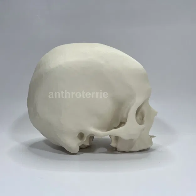 Hộp Sọ và Hàm Dưới Nữ Giới Nhìn Thấy - Image 6