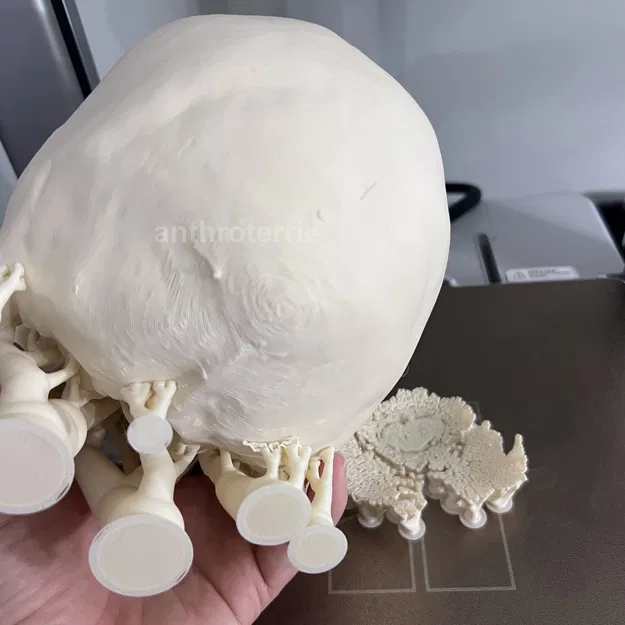 Hộp Sọ và Hàm Dưới Nữ Giới Nhìn Thấy - Image 9