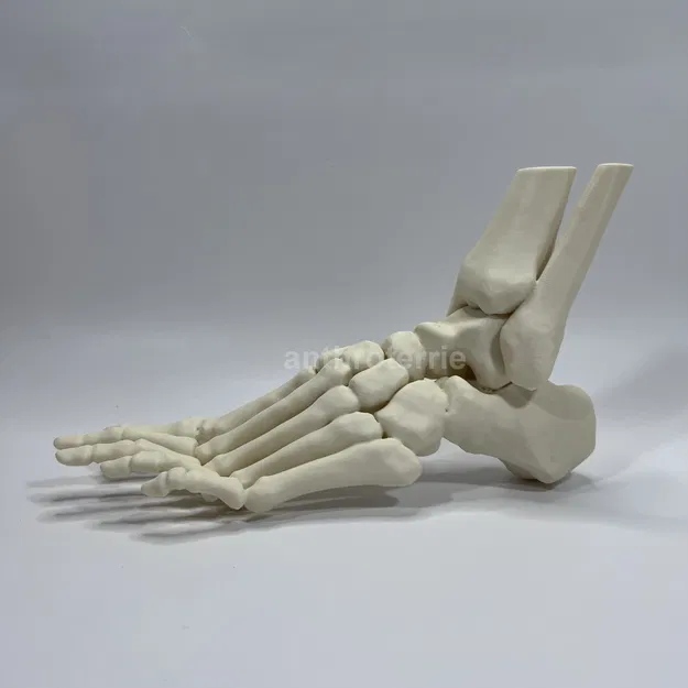 Mô Hình Giải Phẫu Xương Bàn Chân Trái - Image 1