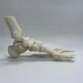 Mô Hình Giải Phẫu Xương Bàn Chân Trái - Thumbnail 2