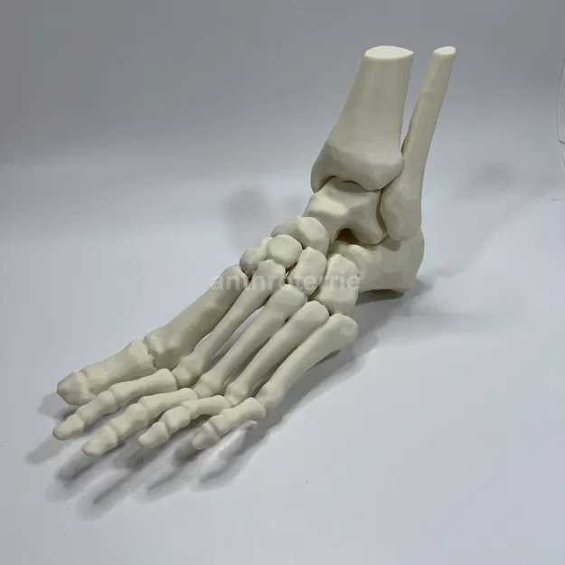 Mô Hình Giải Phẫu Xương Bàn Chân Trái - Image 3