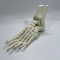 Mô Hình Giải Phẫu Xương Bàn Chân Trái - Thumbnail 3