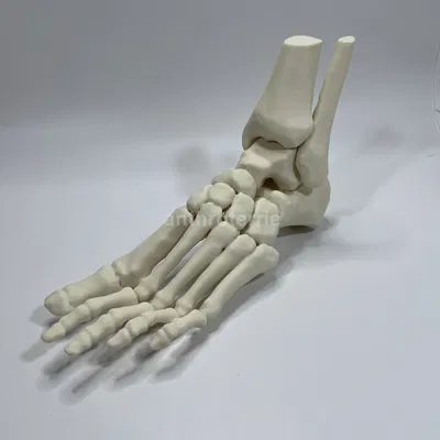 Mô Hình Giải Phẫu Xương Bàn Chân Trái