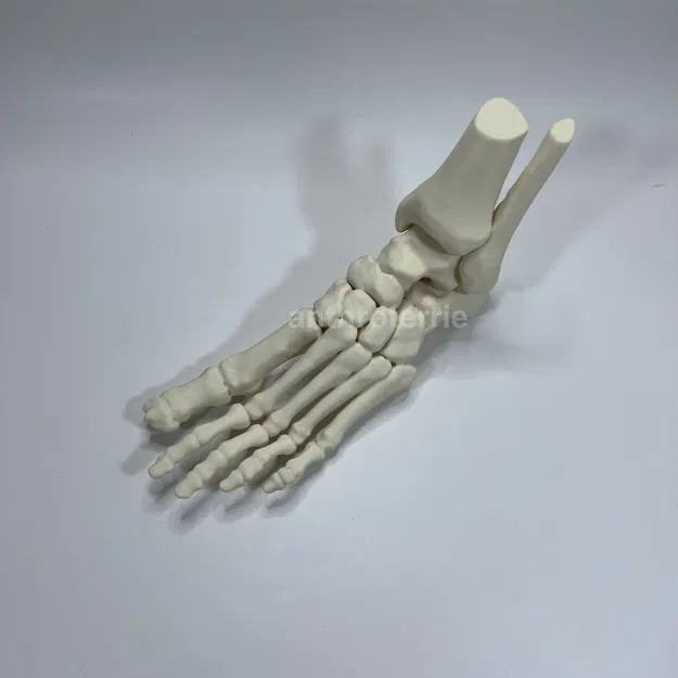 Mô Hình Giải Phẫu Xương Bàn Chân Trái - Image 4