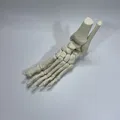 Mô Hình Giải Phẫu Xương Bàn Chân Trái - Thumbnail 4
