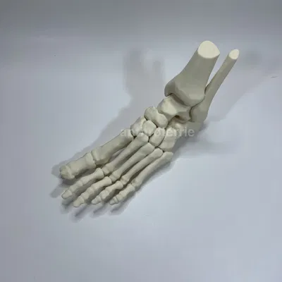 Mô Hình Giải Phẫu Xương Bàn Chân Trái