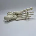Mô Hình Giải Phẫu Xương Bàn Chân Trái - Thumbnail 5
