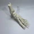 Mô Hình Giải Phẫu Xương Bàn Chân Trái - Thumbnail 6